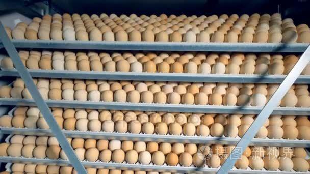 很多鸡蛋在家禽孵化器.农场孵化器,现代农业设备.鸡卵孵化.4 k短视频